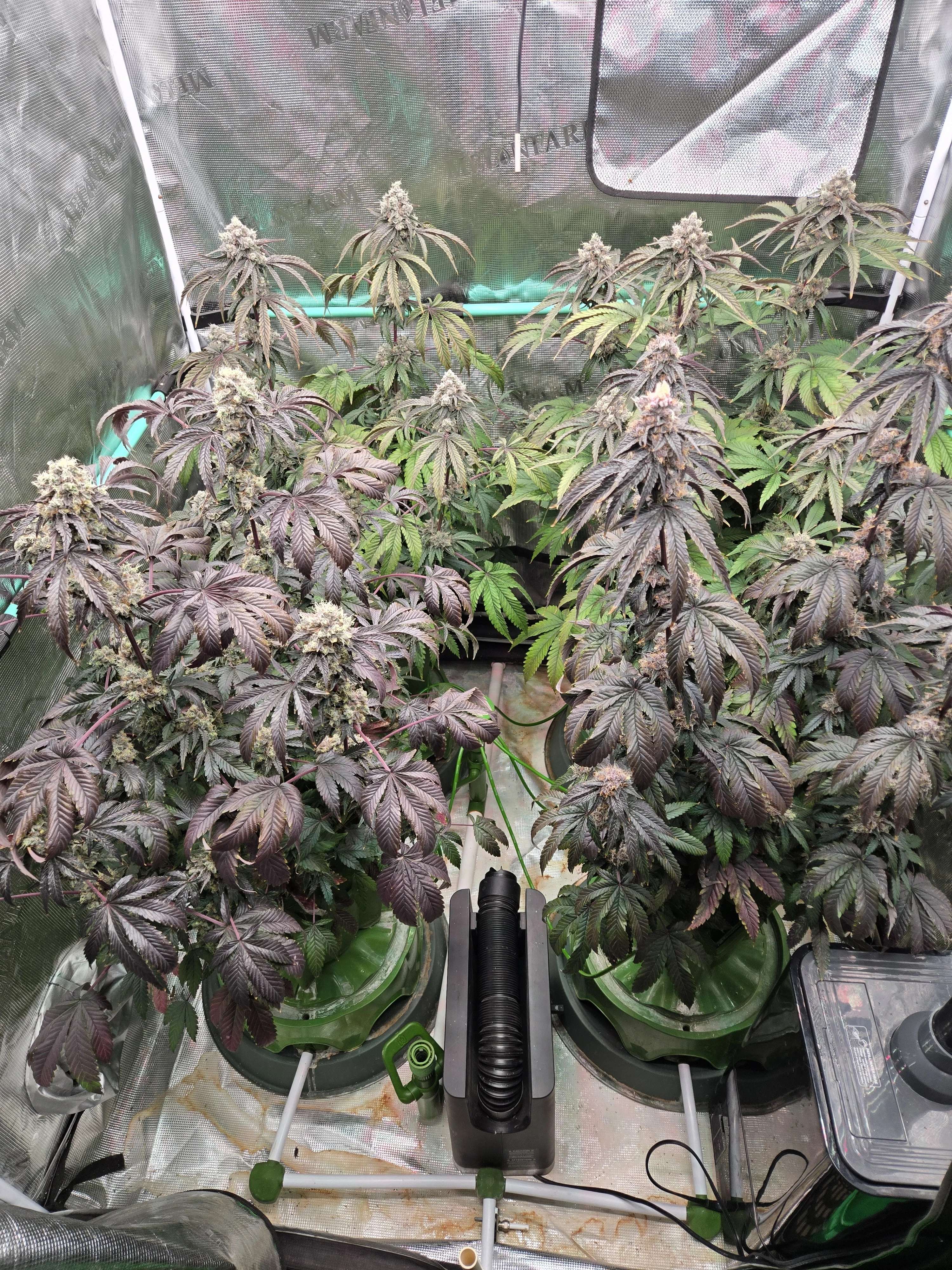 1596.webp