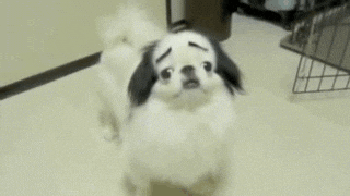 1741009340445.gif