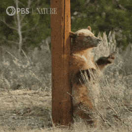 1742405325132.gif