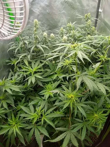 1754213135678.webp