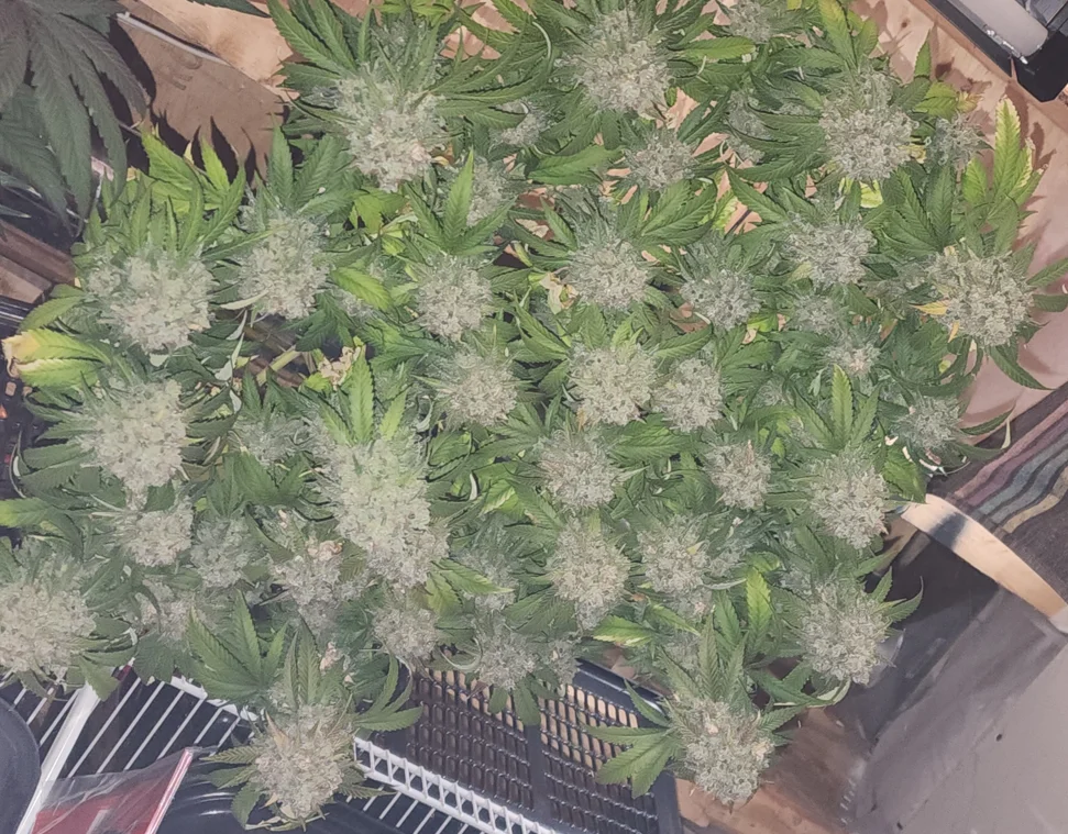 1772138904730.webp