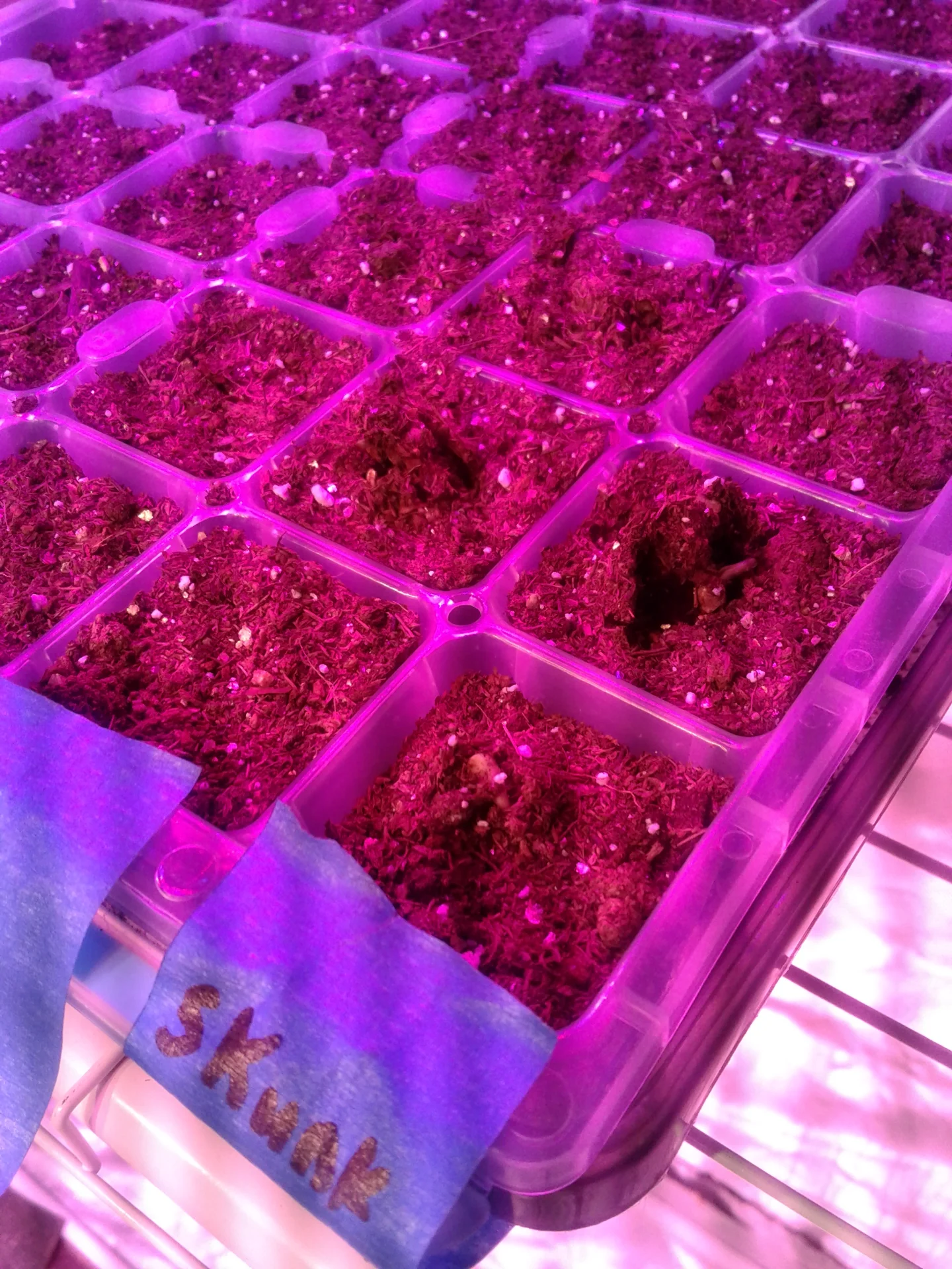 1772490373498540541779.webp