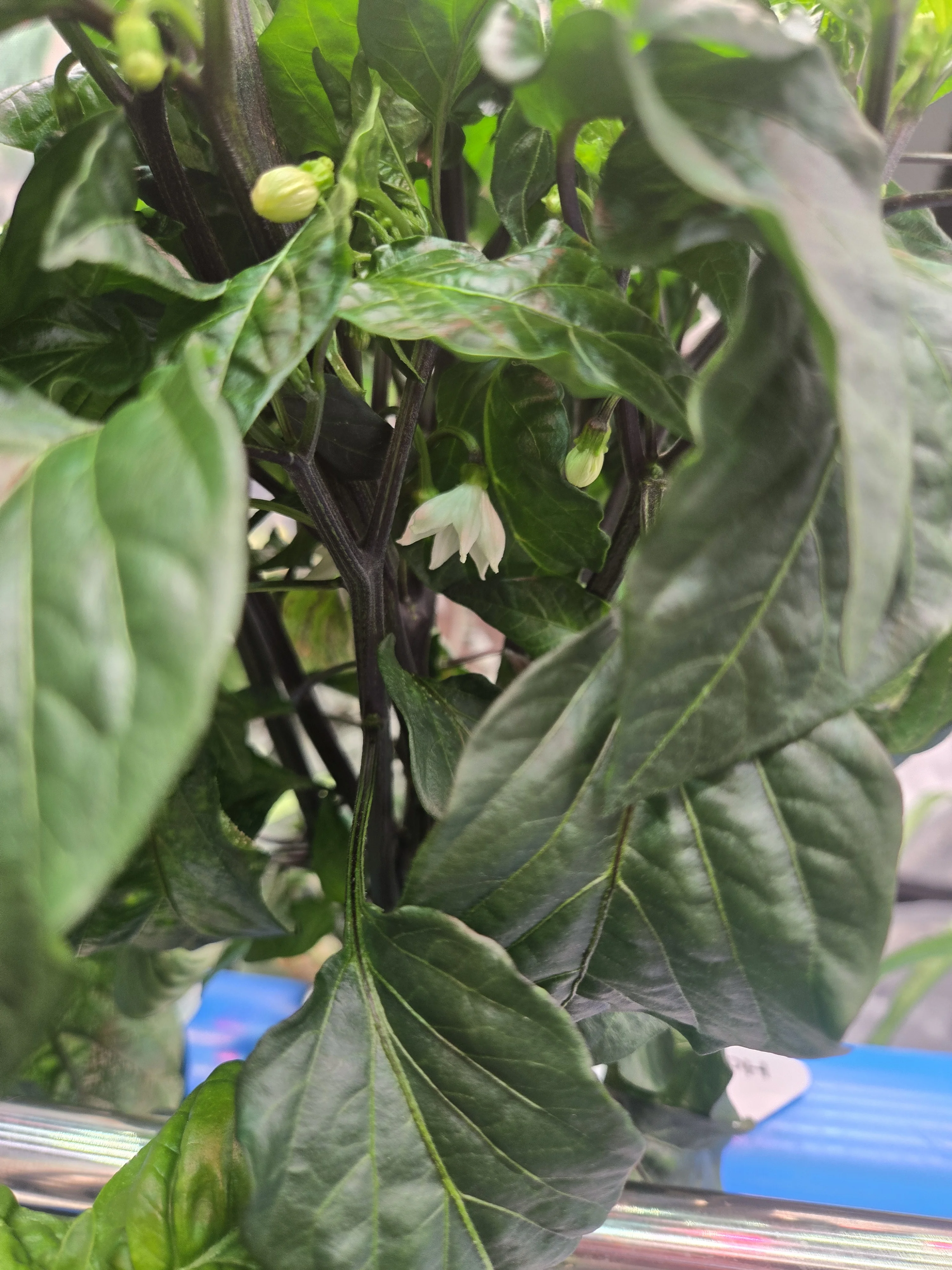 1833.webp