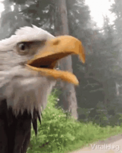 8f72c9aaeb8ac00ee3825c5c12a384ac.gif