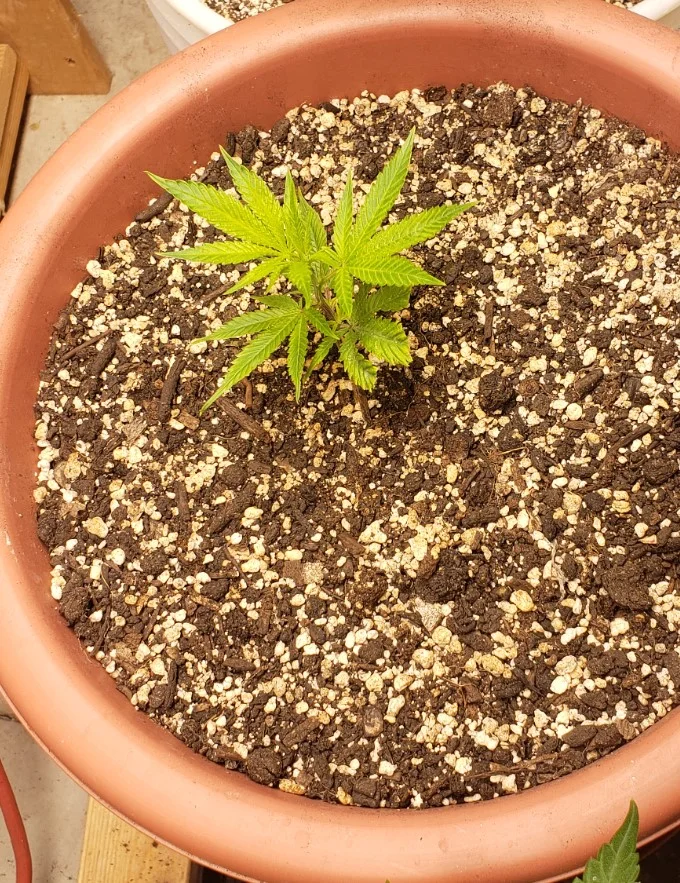 Apr 2 Blue Cheese.webp
