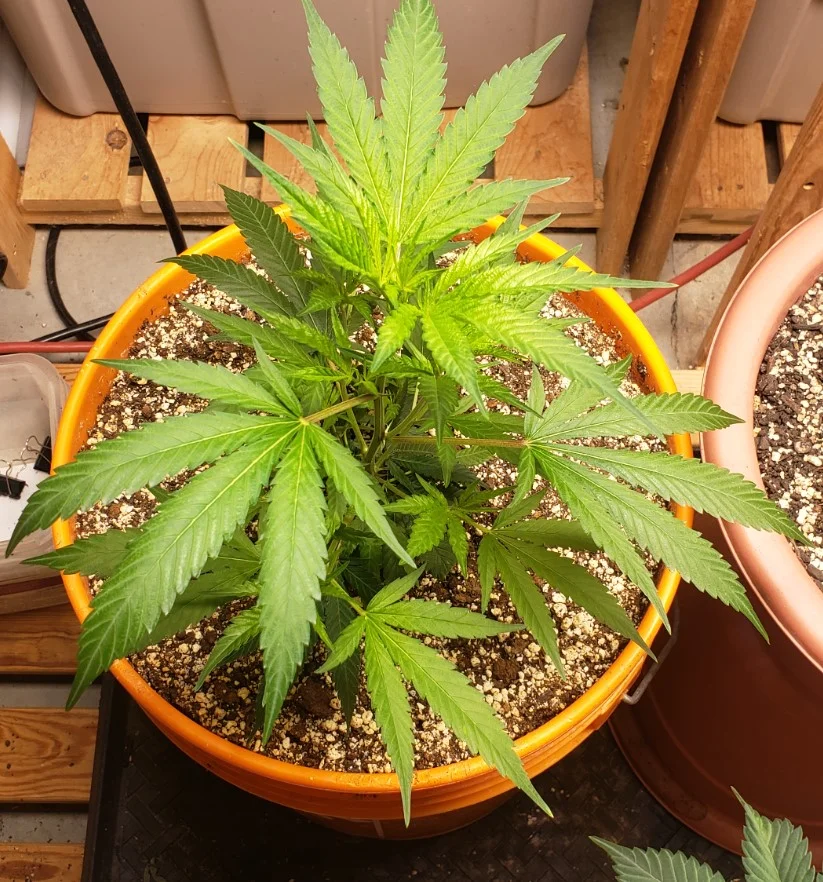 Apr 2 Left Diesel V .webp