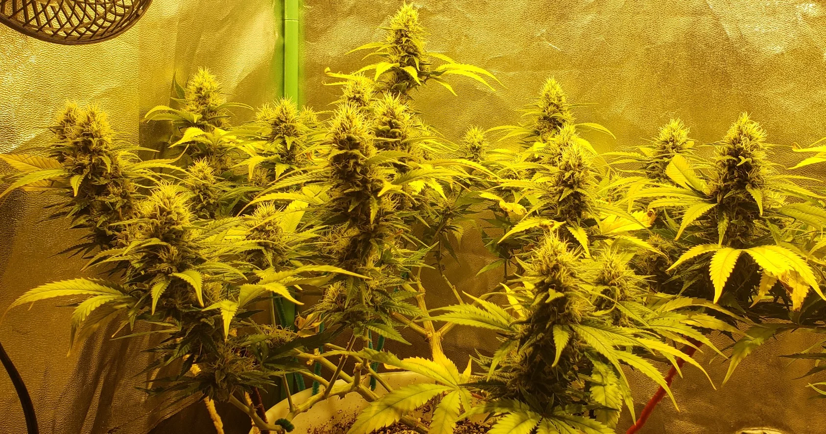 Apr 2 Left Diesel.webp
