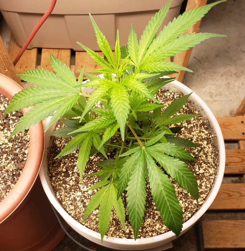 Apr 2 Right Diesel V .webp
