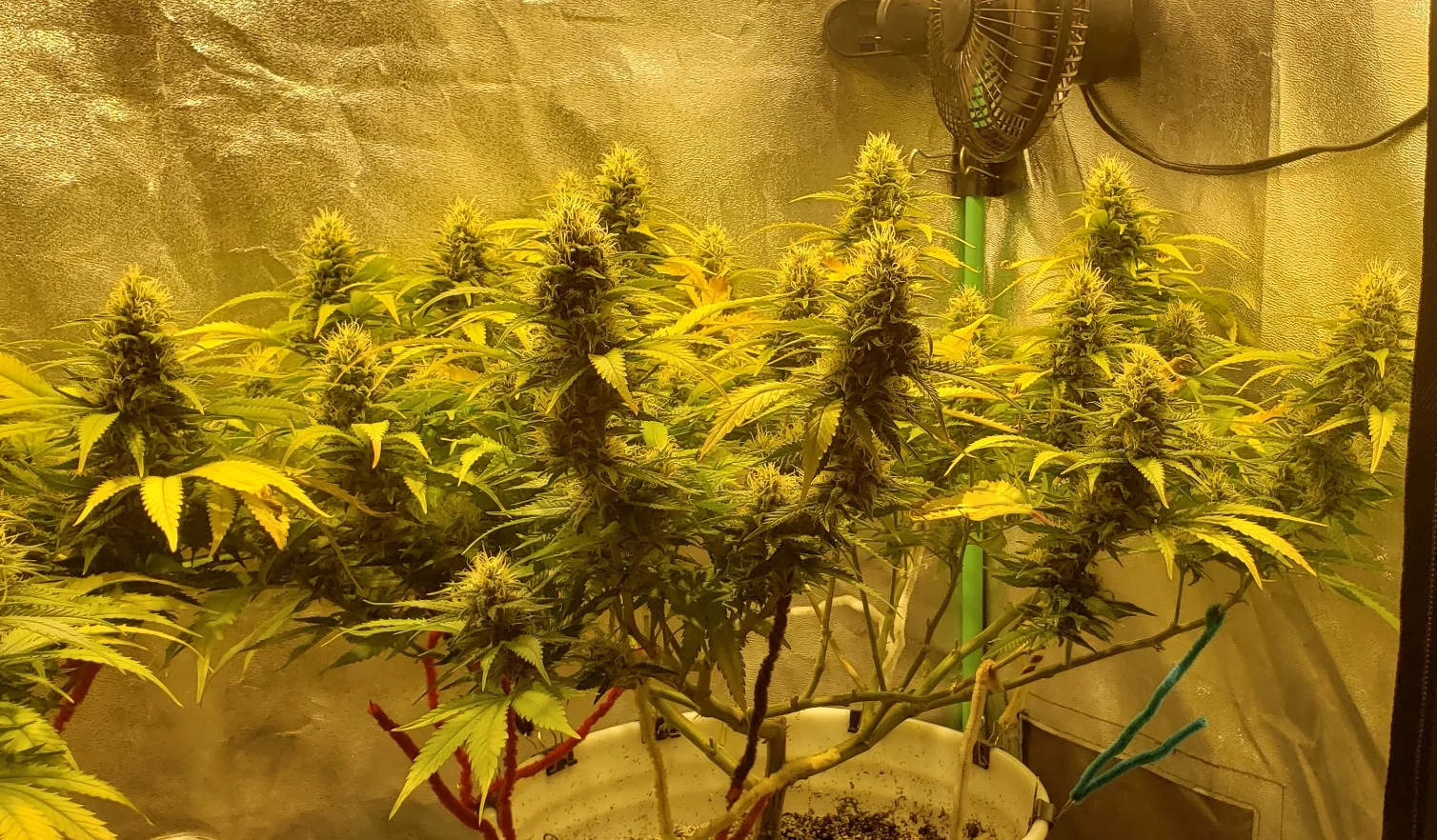 Apr 2 Right Diesel.webp