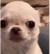 b031e76bde1ee8ed9e3d53855b8cc0d9bbb79b7564eb43f1cb7ea7fc4ae9fa81.gif