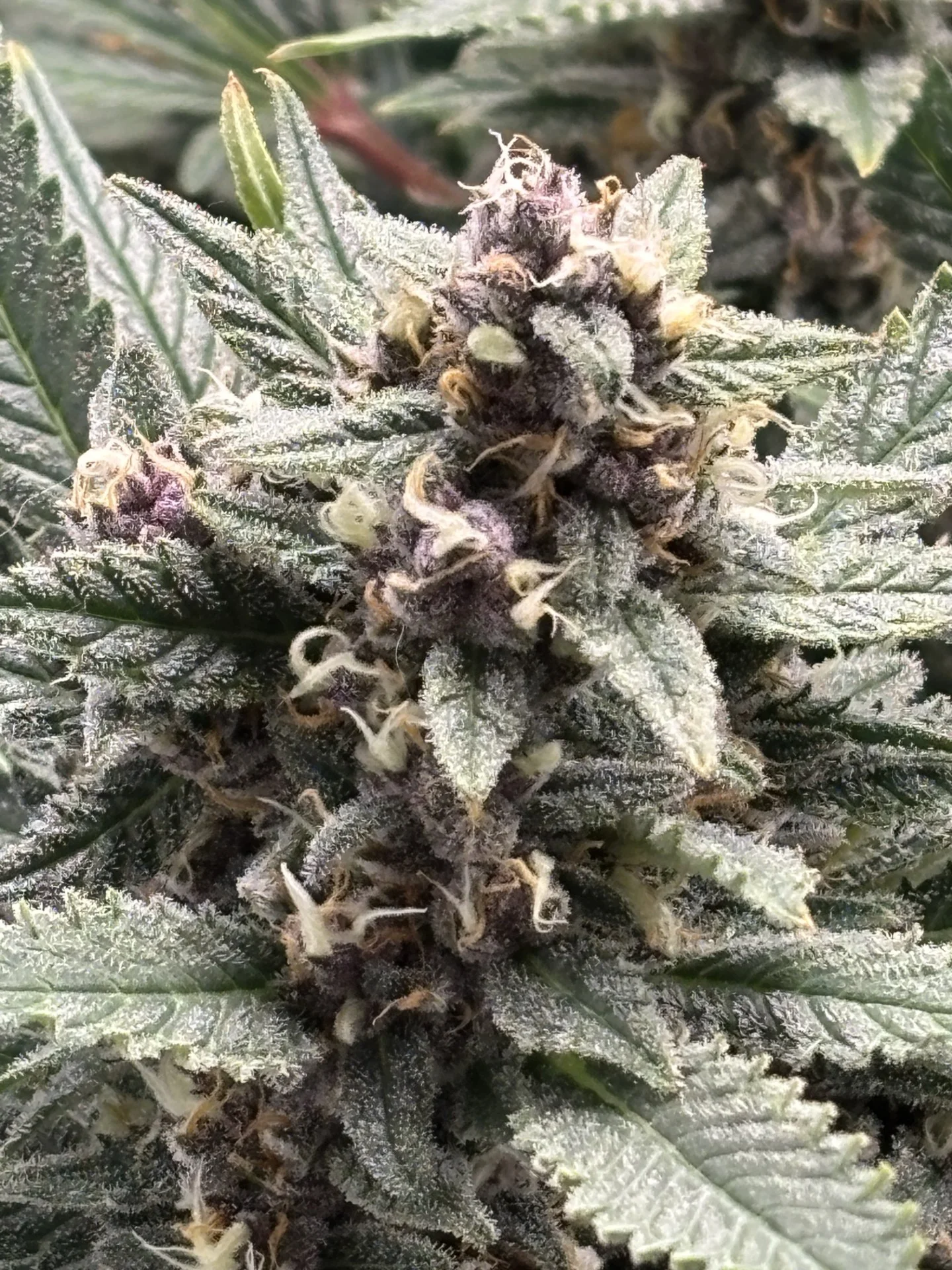Bag seed gelato.webp