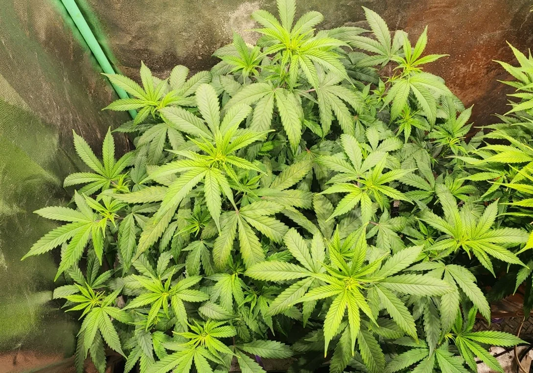 BC Indoor - Aug 26.webp