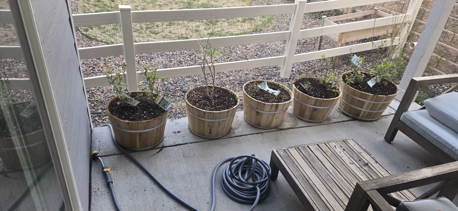 blueberries.webp
