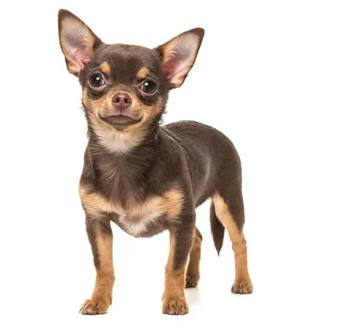 BREED Hero_0034_chihuahua_smooth.webp