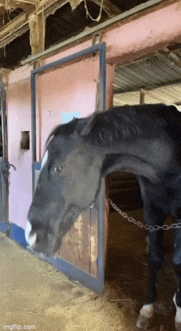 c41e212259cfeb2c44c5e631934b93fdb9ce0cad2b4037f04d32dd030e0e37fa.gif