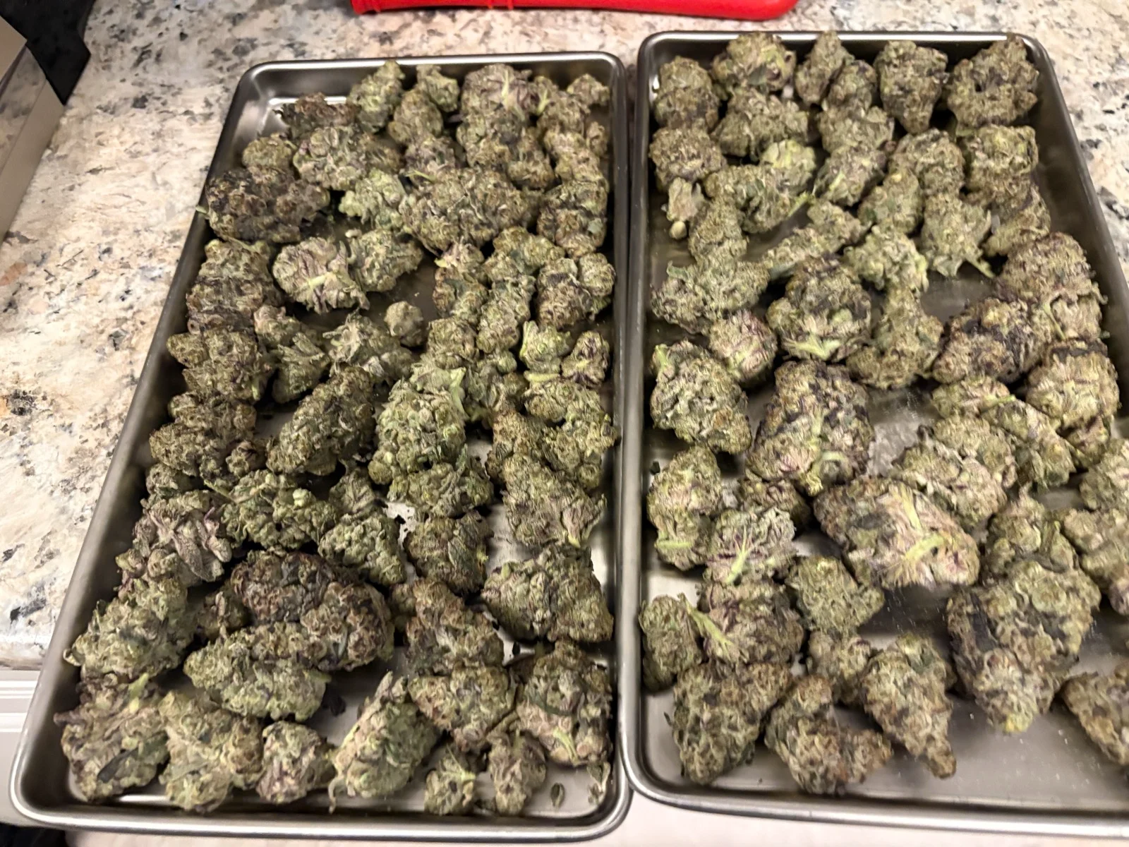 cannabis-after-freeze-drying.webp