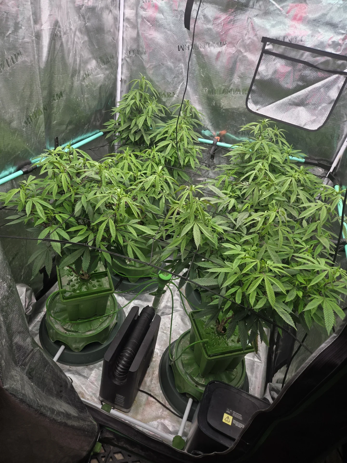 Cannabis-plant-overwatered.webp