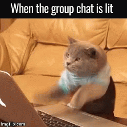 cats-groupchat.gif