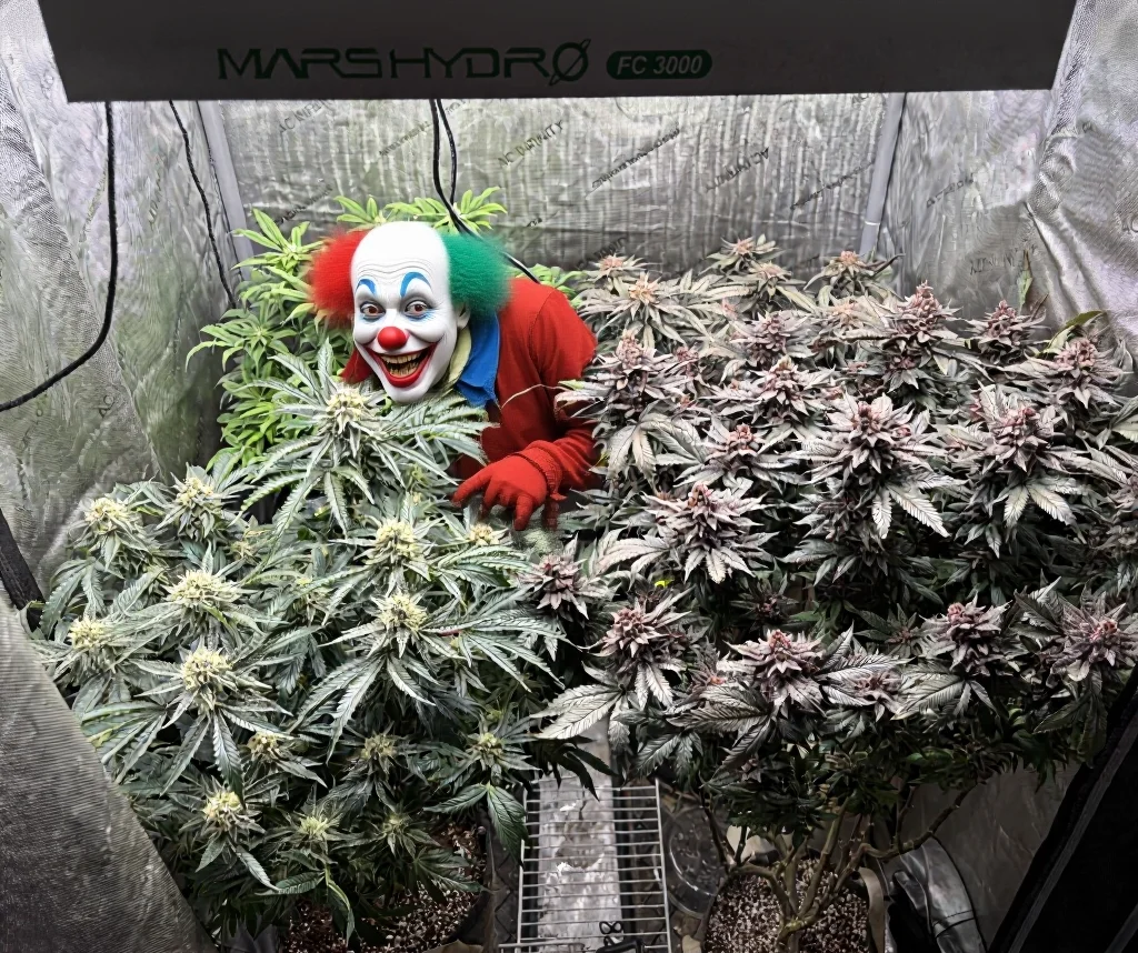 Clown.webp
