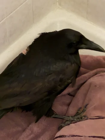 corvuscorax.webp