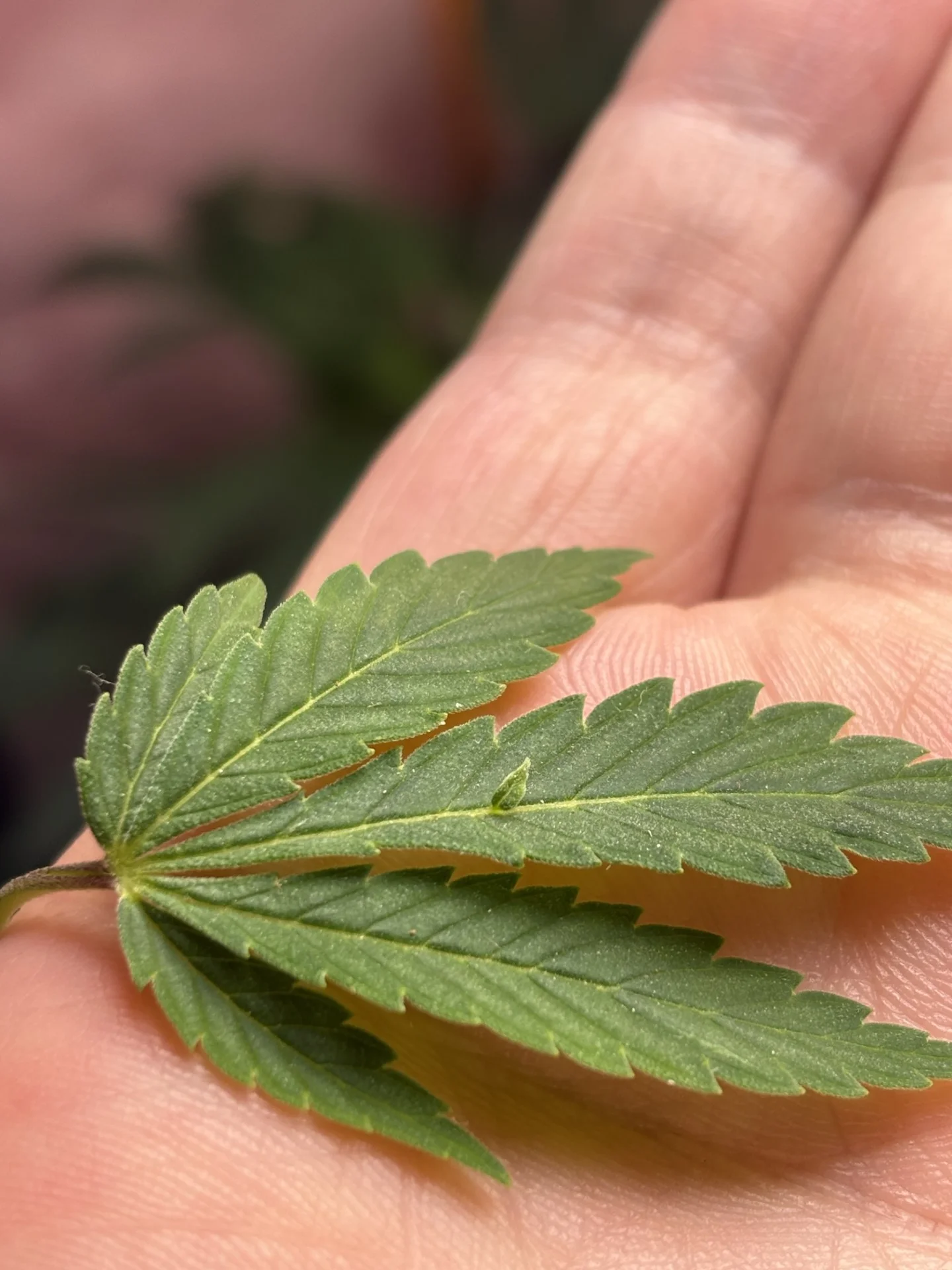 Crazy leaf.webp