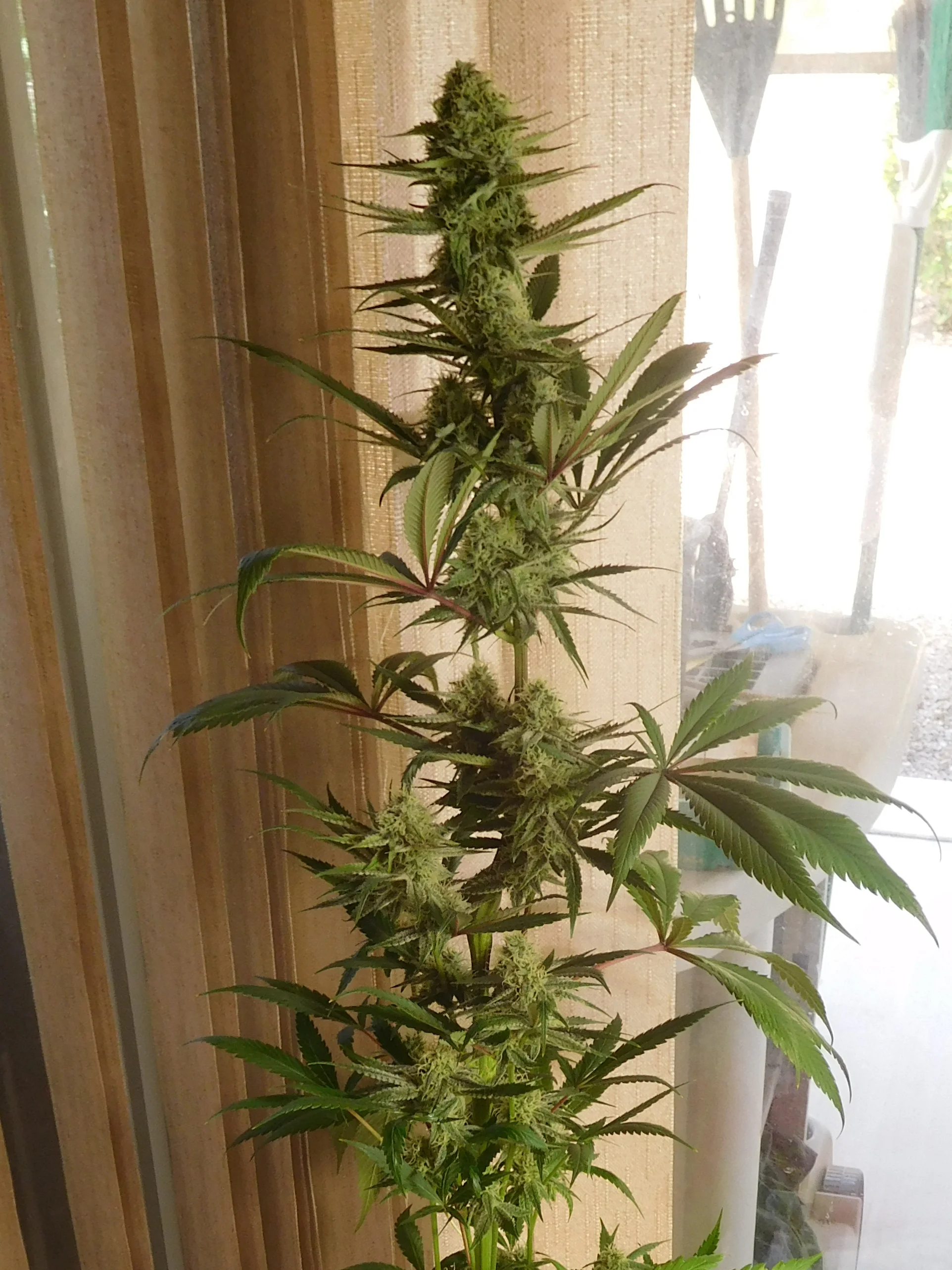 DSCN0143.webp