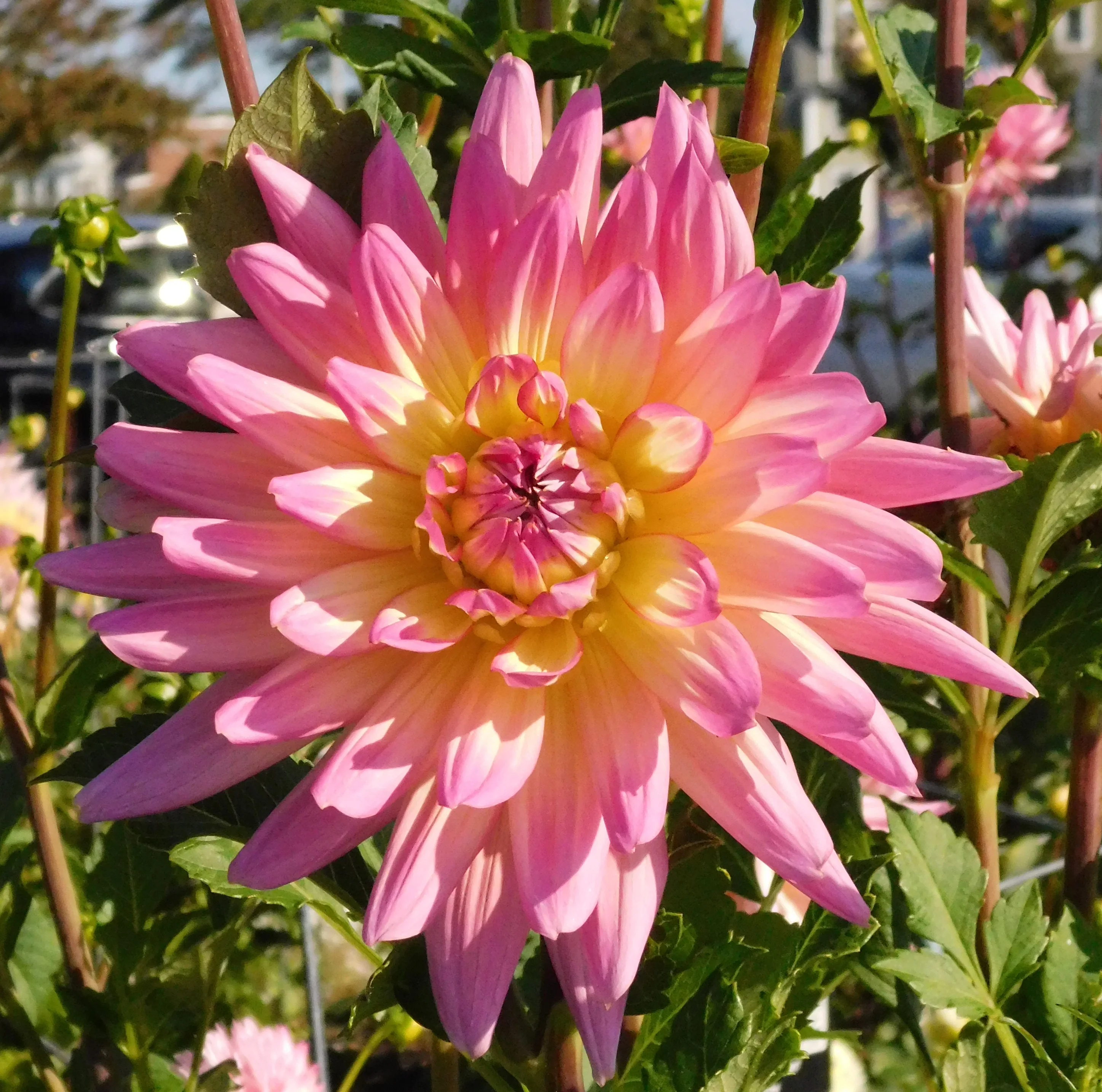 DSCN5626.webp
