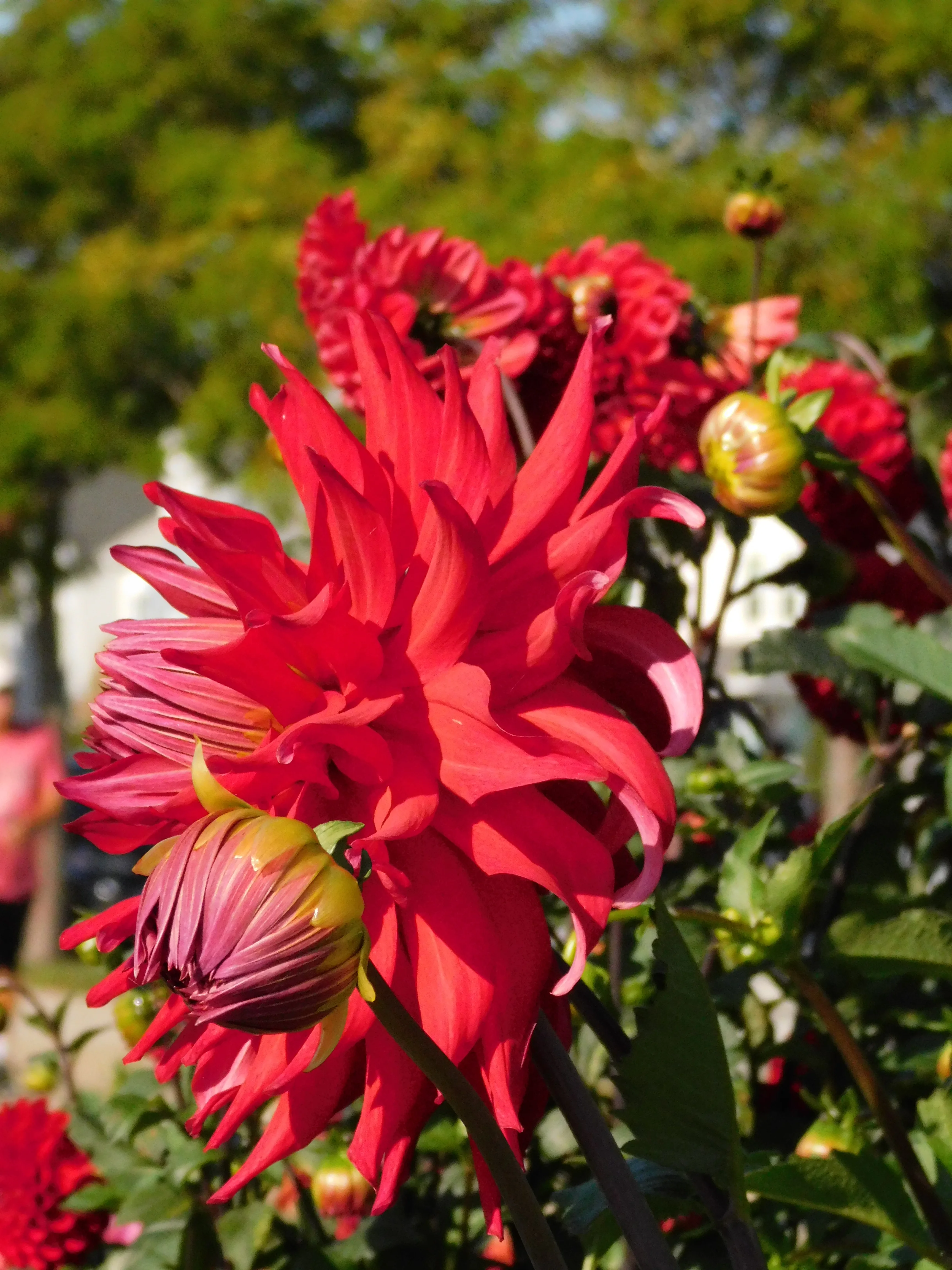 DSCN5627.webp