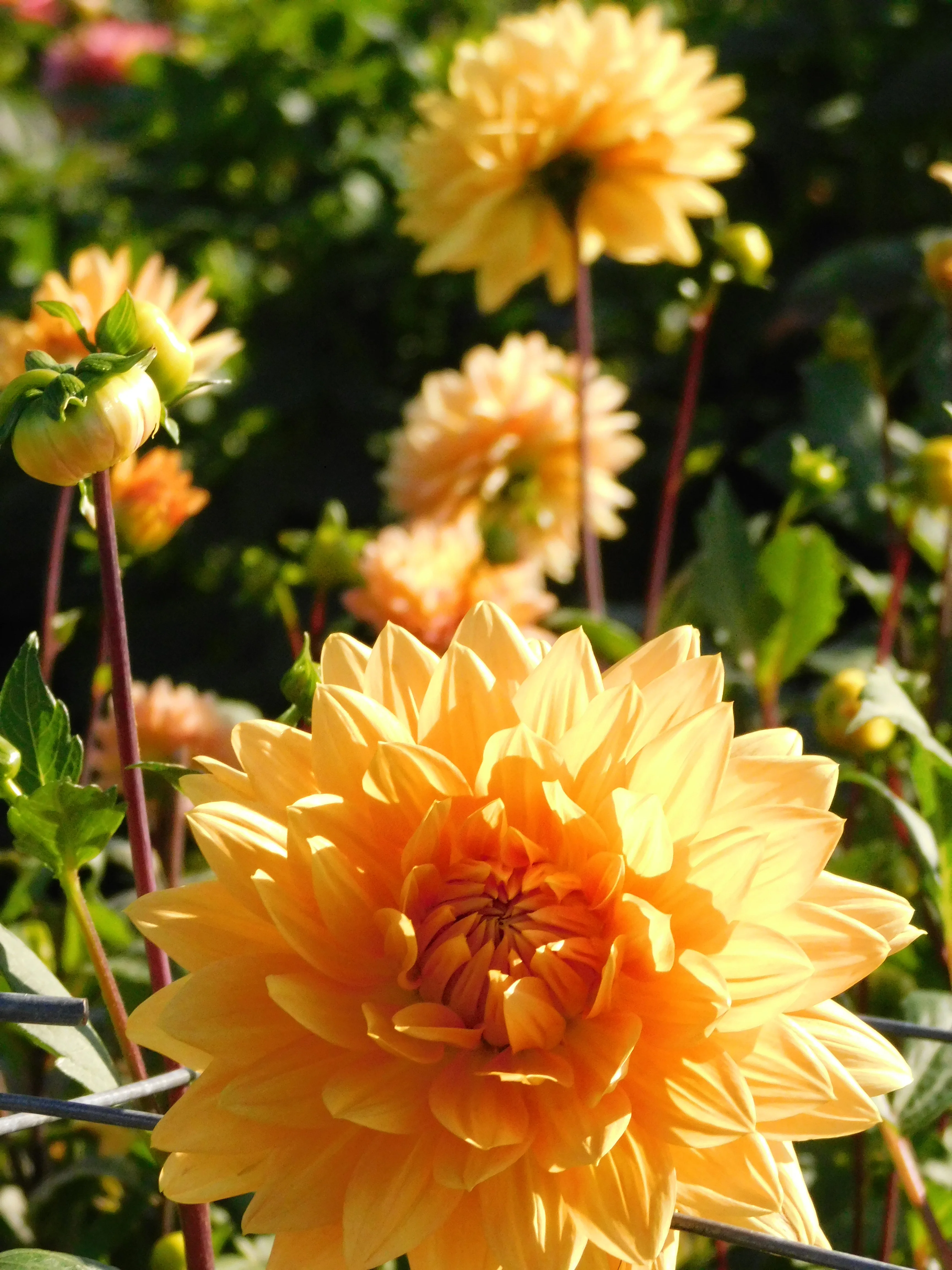 DSCN5628.webp