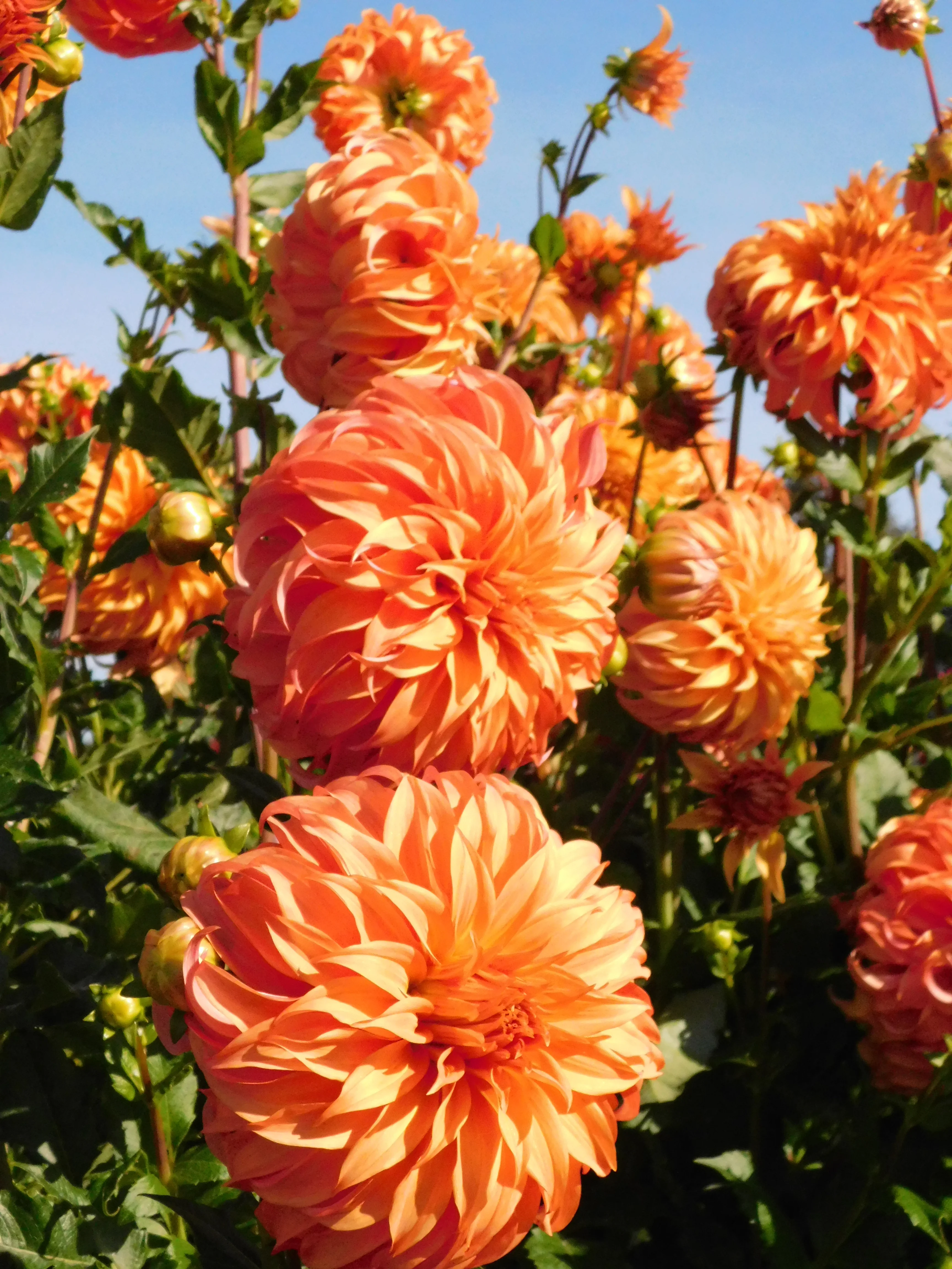 DSCN5634.webp