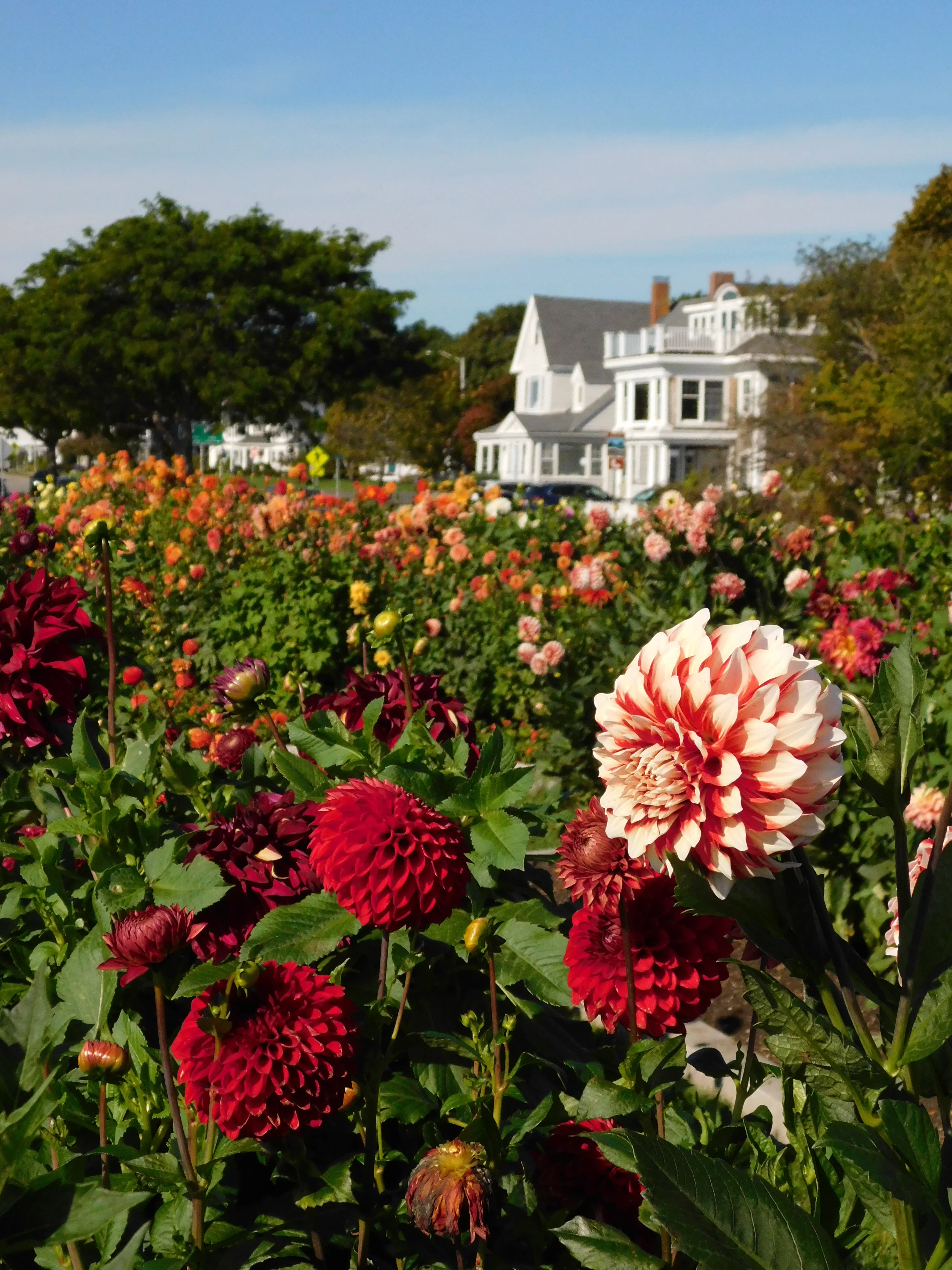 DSCN5638.webp