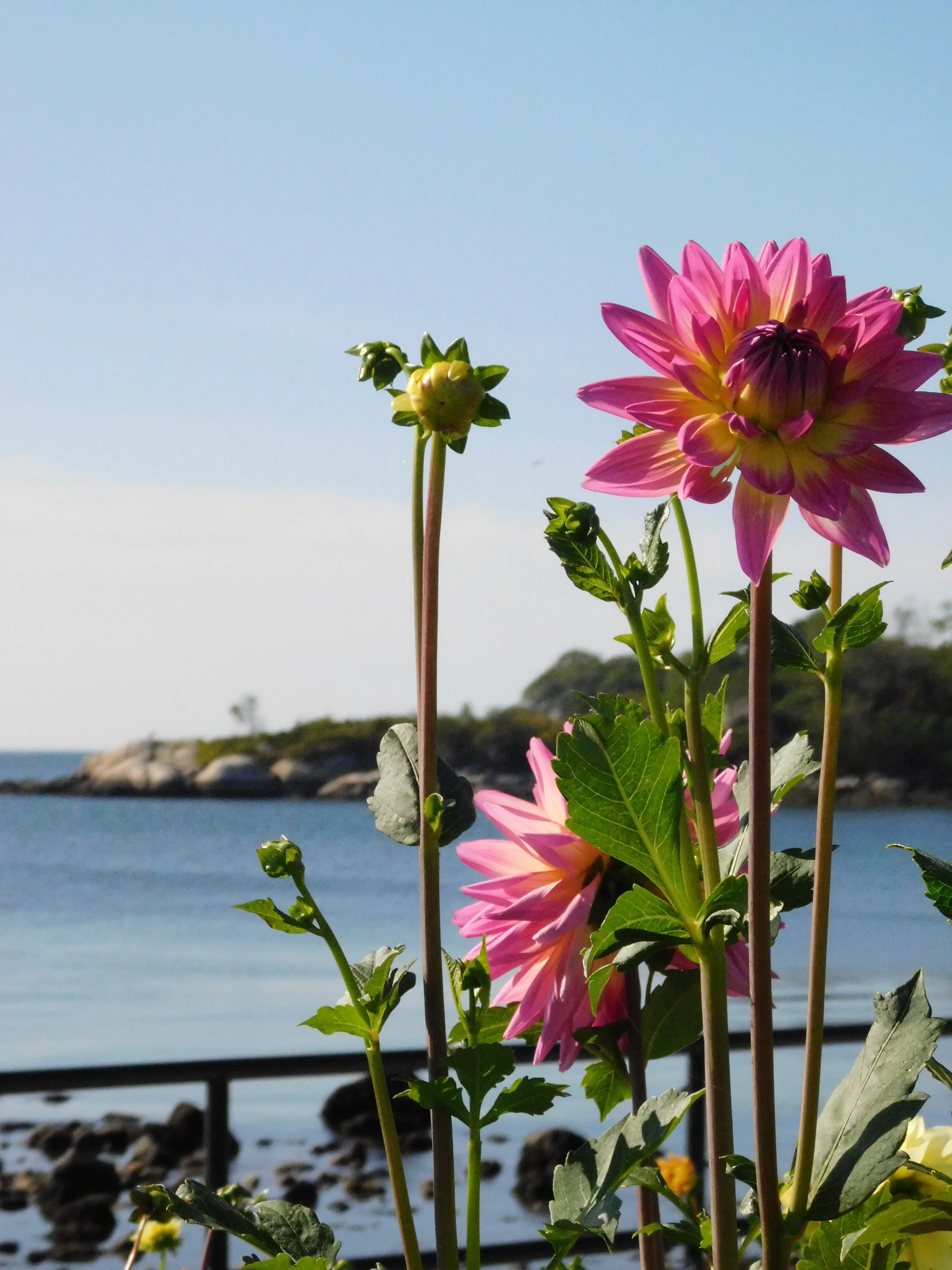 DSCN5661.webp