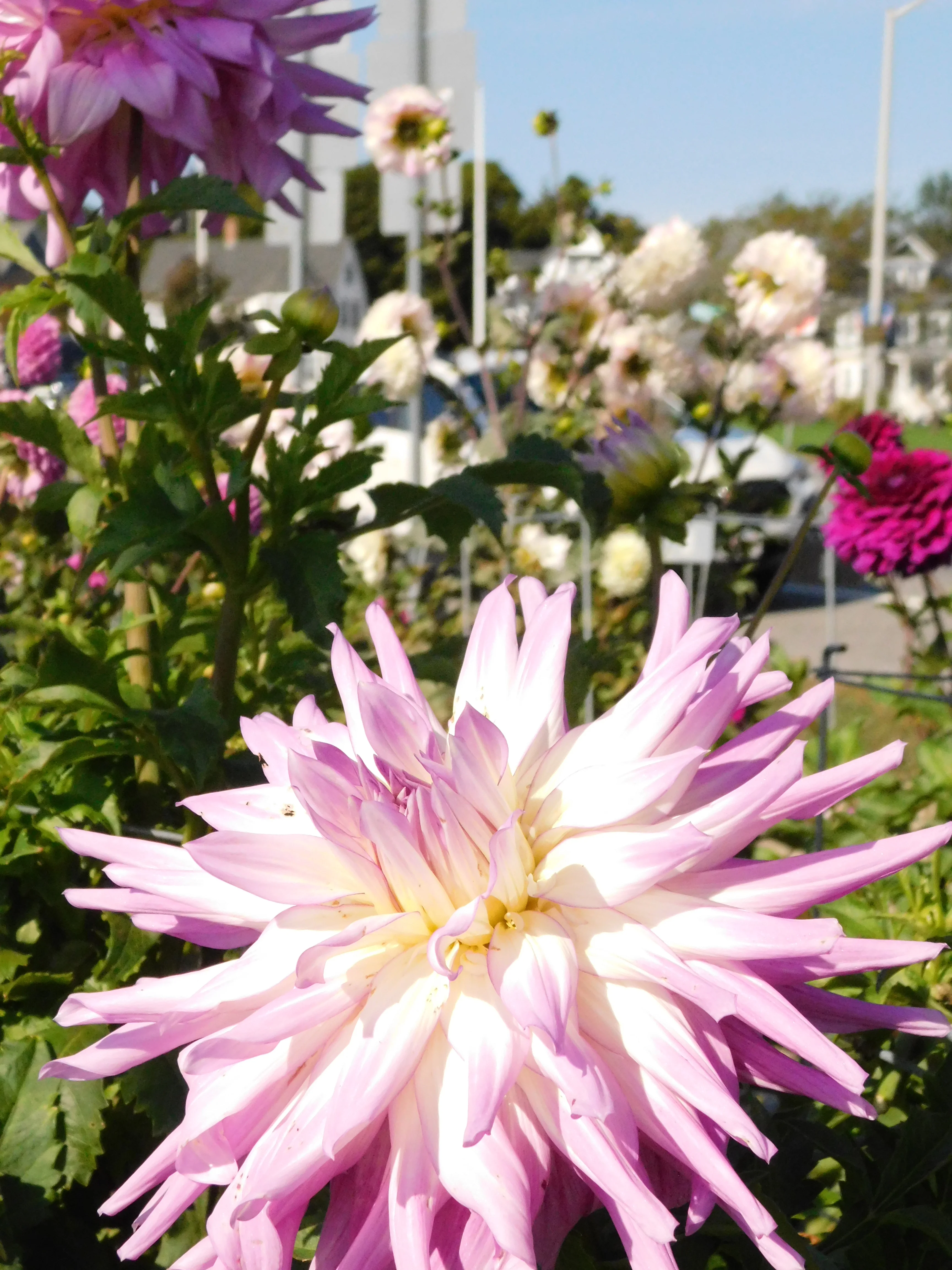 DSCN5665.webp