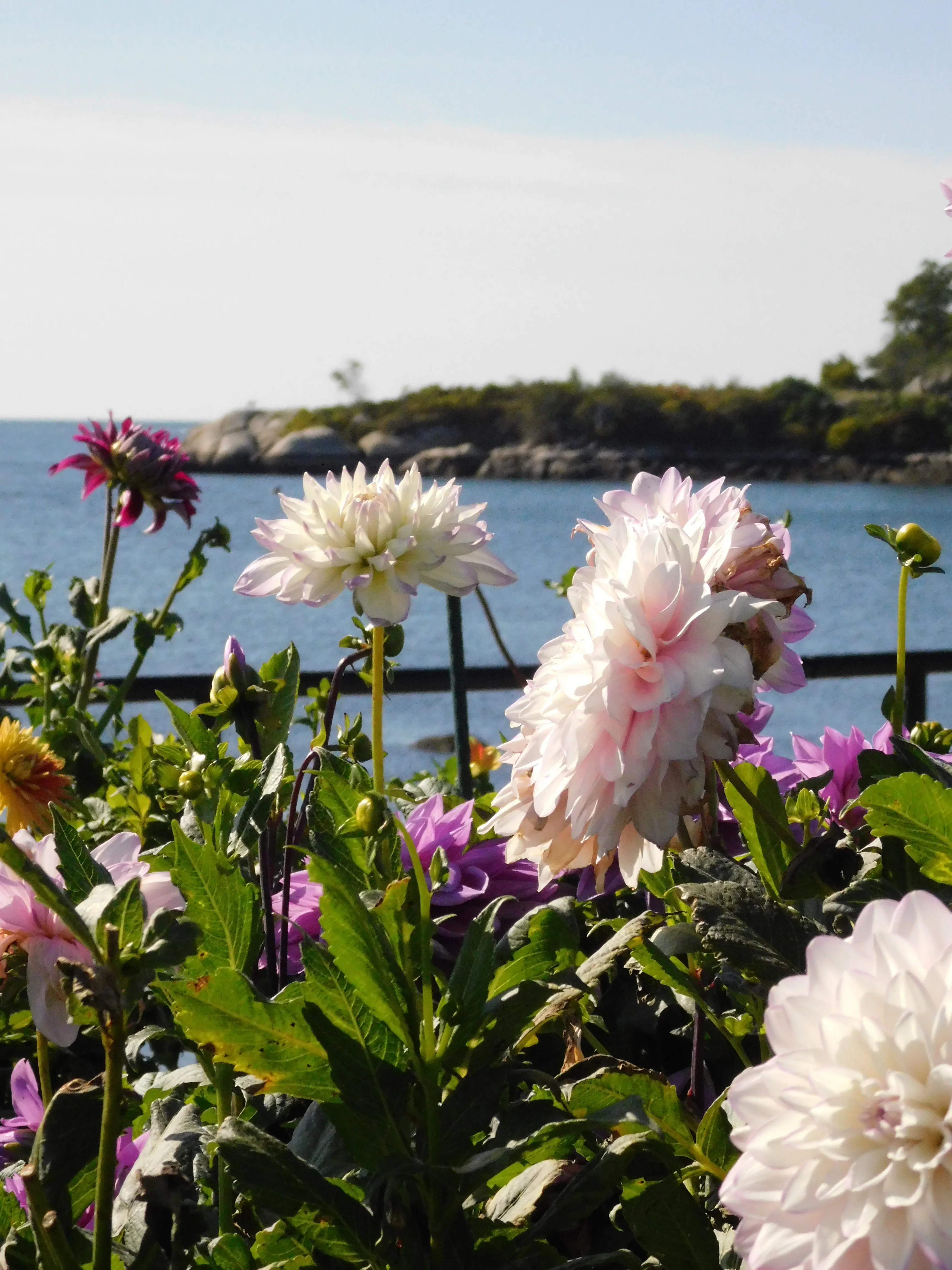 DSCN5666.webp