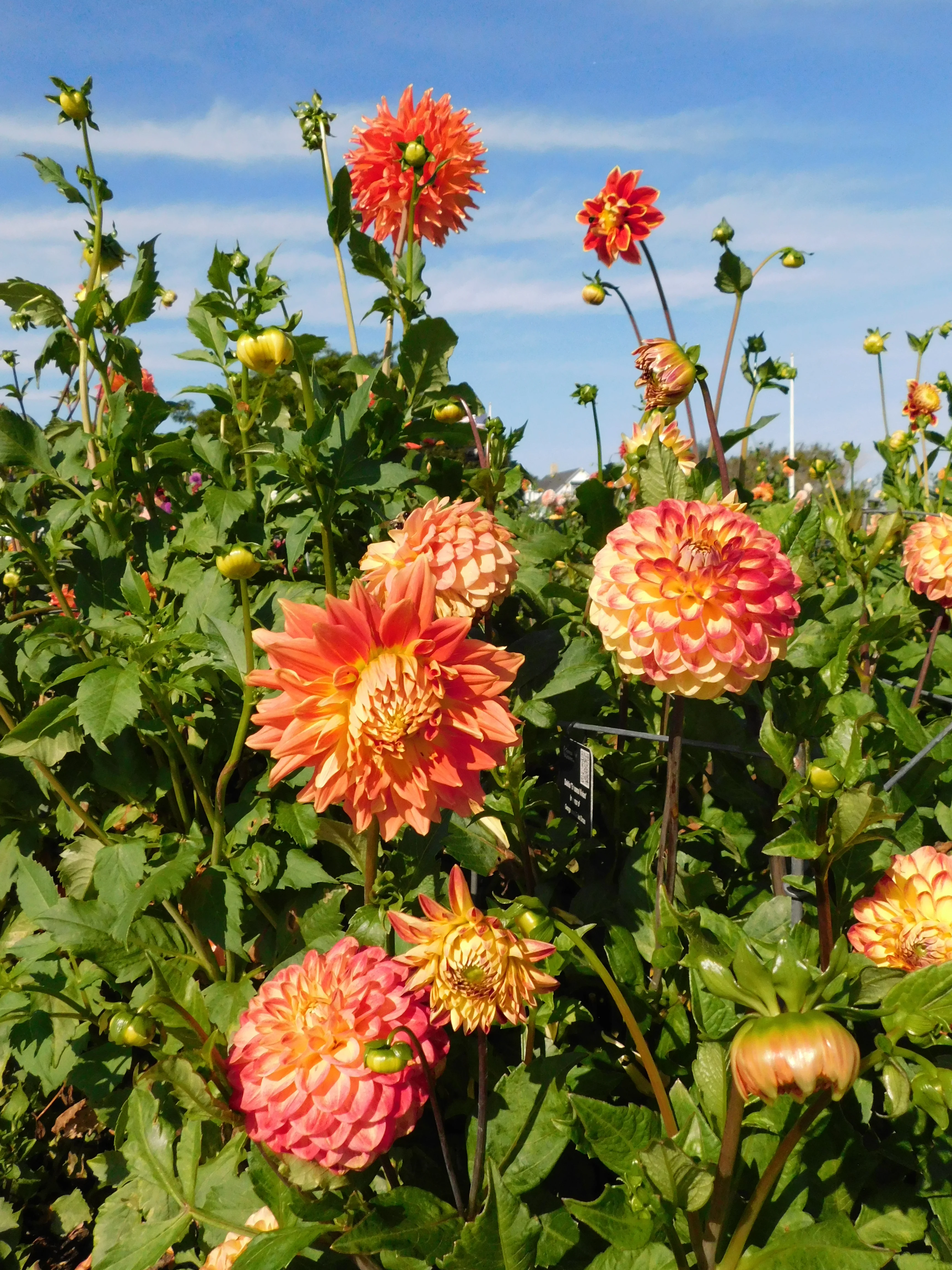 DSCN5671.webp