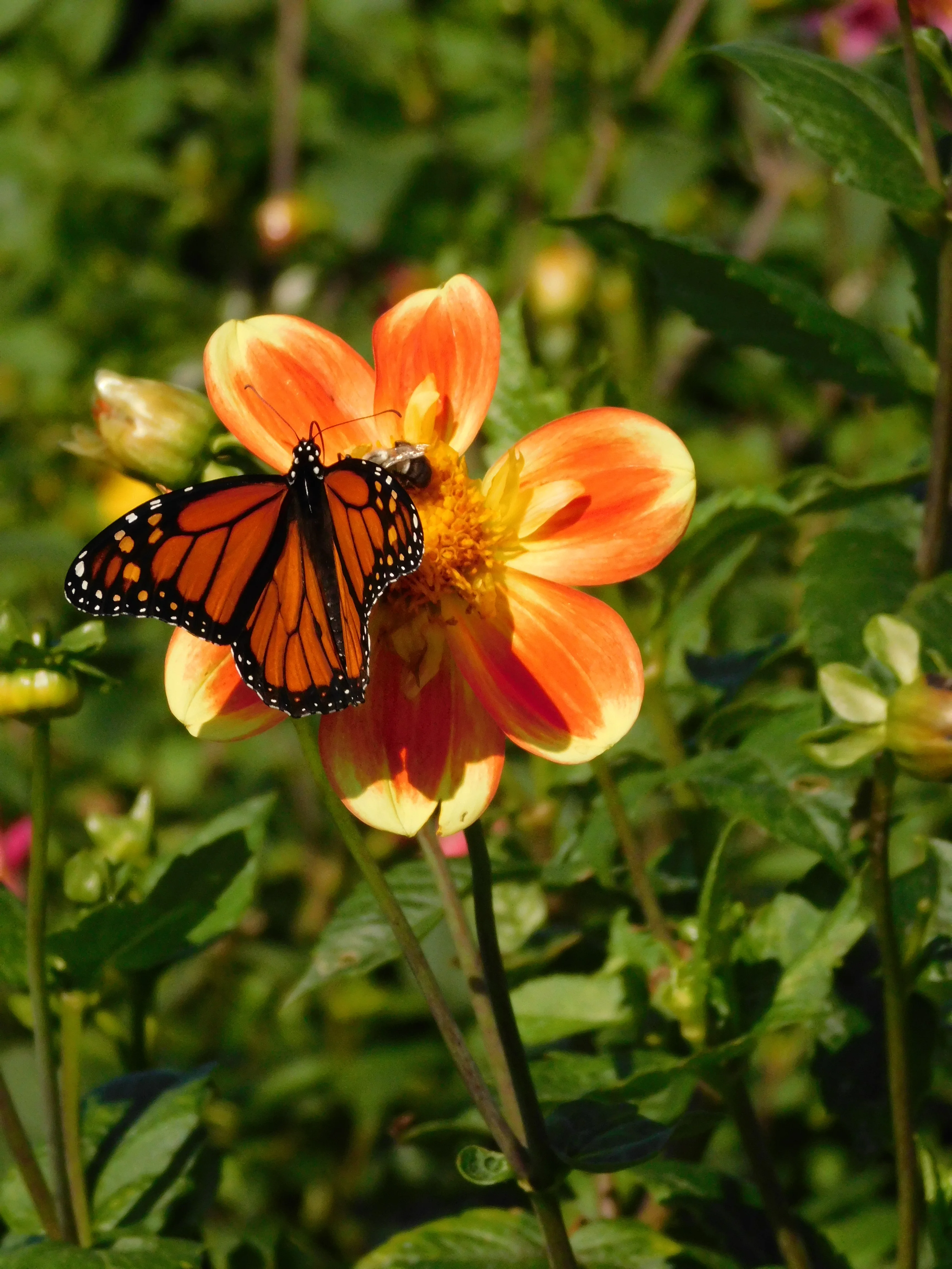 DSCN5680.webp