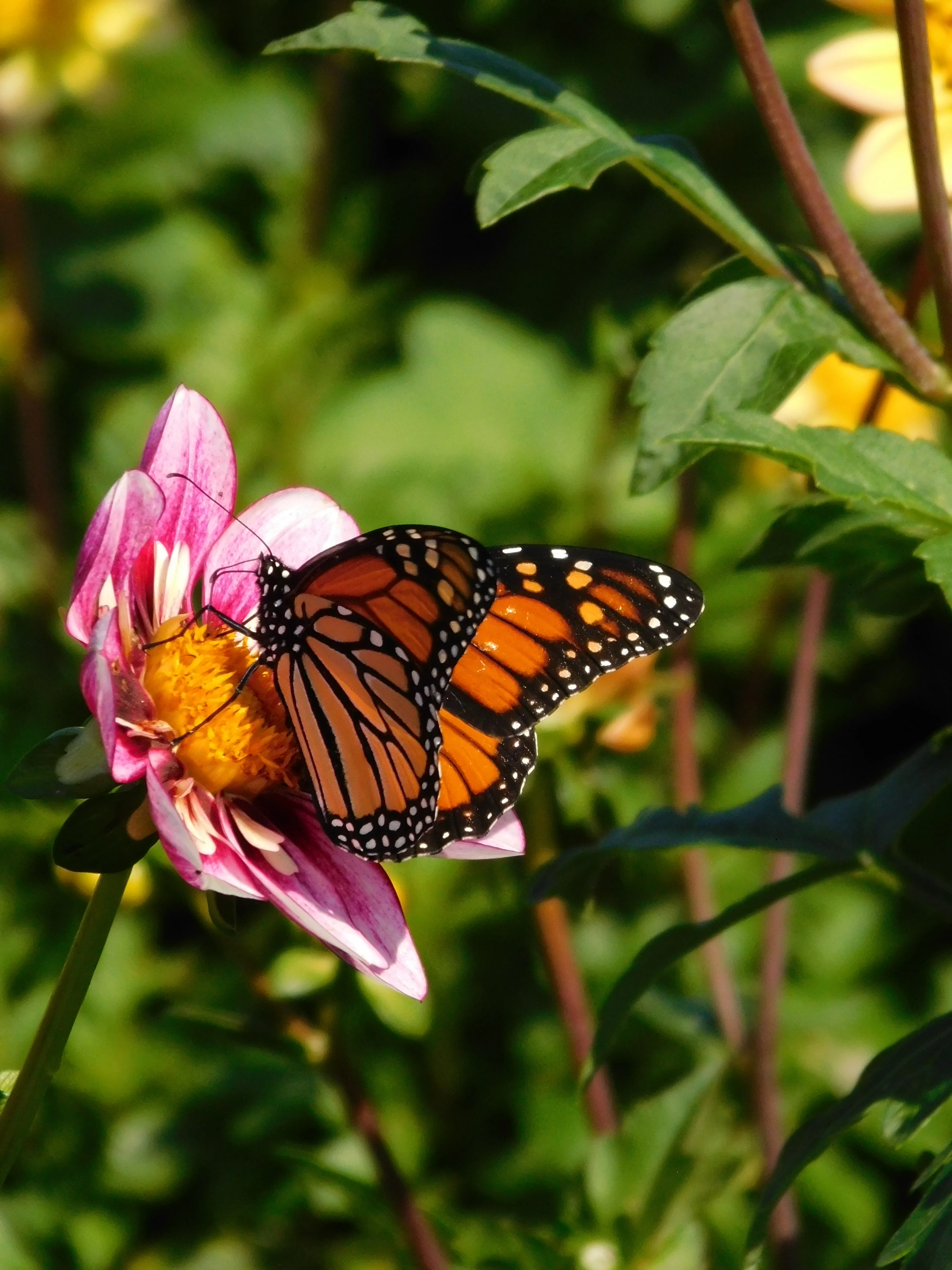 DSCN5716.webp