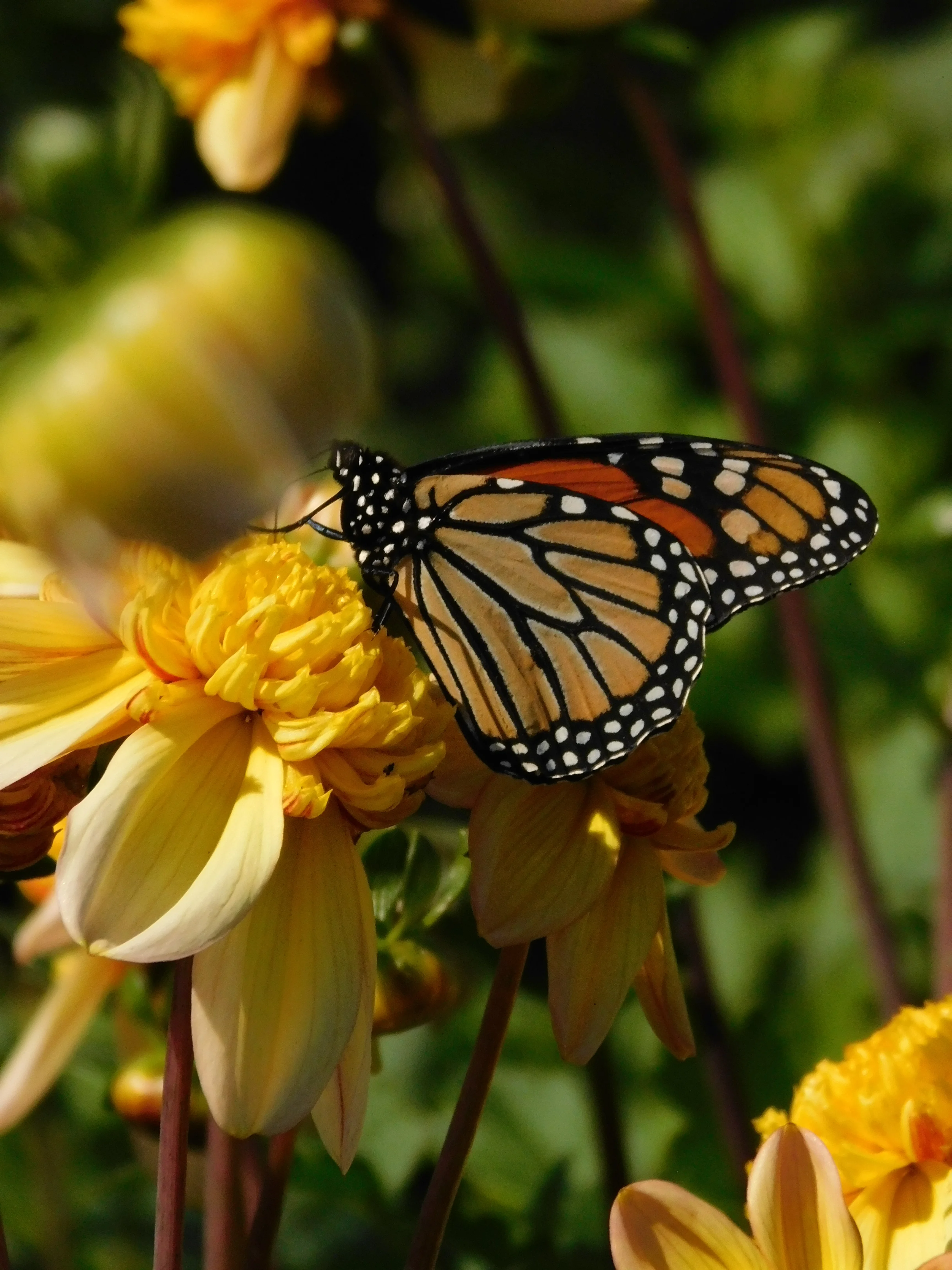DSCN5737.webp
