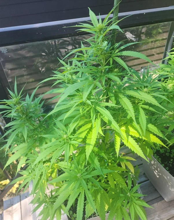 Female Plant - Aug 26.webp