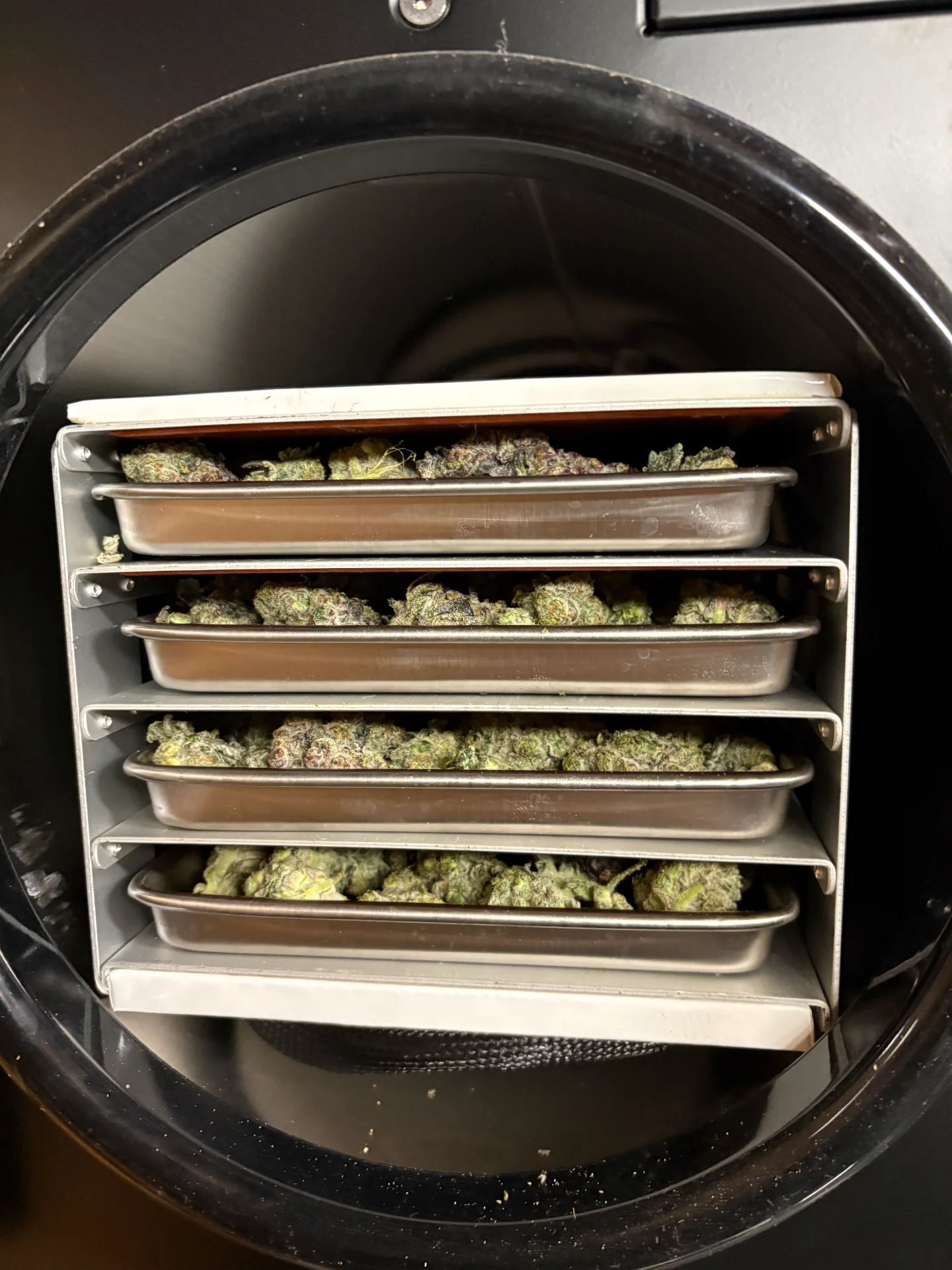 fresh-cannabis-in-freeze-dryer.webp