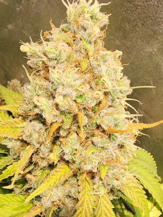 Frosty Left Plant - Sep 04, 2025.webp