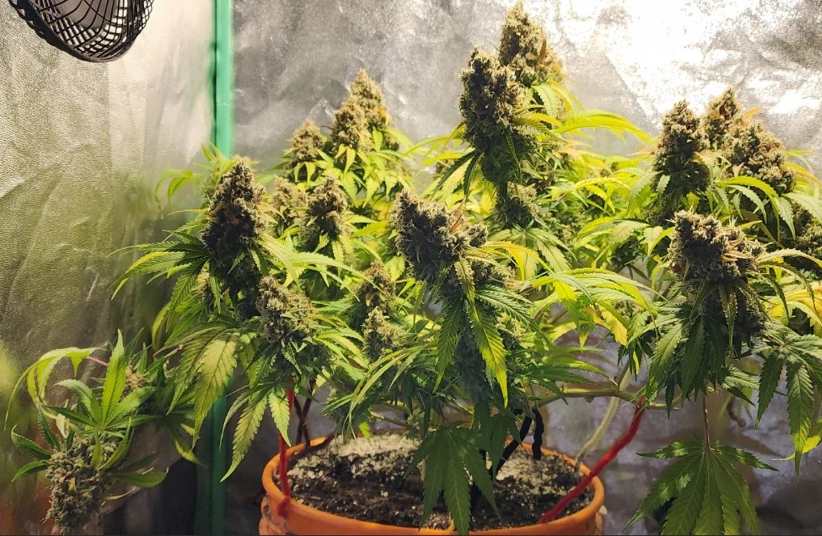 Frosty Left Plant - Sep 10, 2025.webp