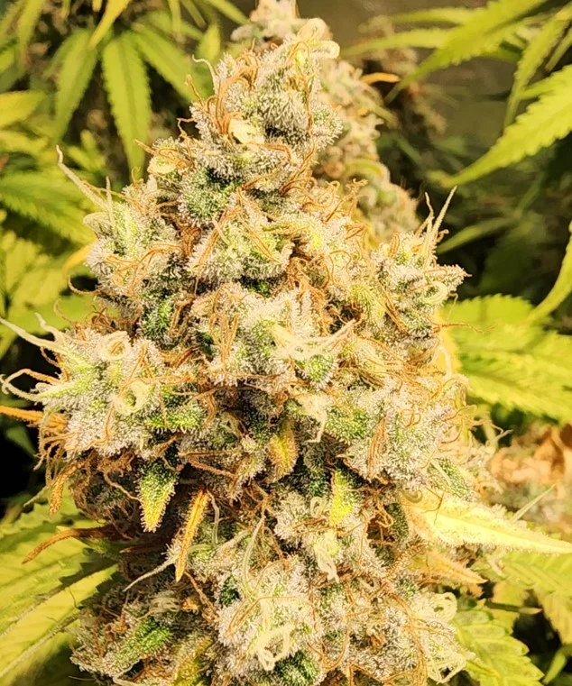 Frosty Right Plant - Sep 04, 2025.webp