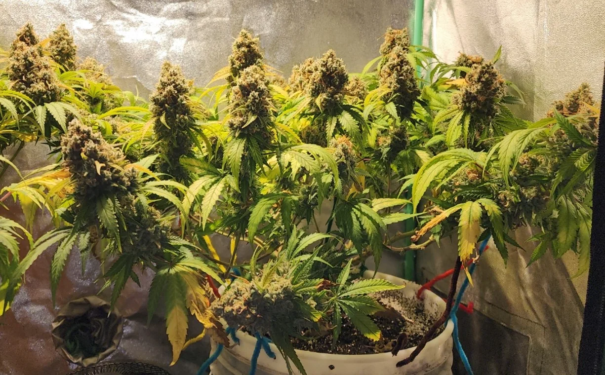 Frosty Right Plant - Sep 10, 2025.webp