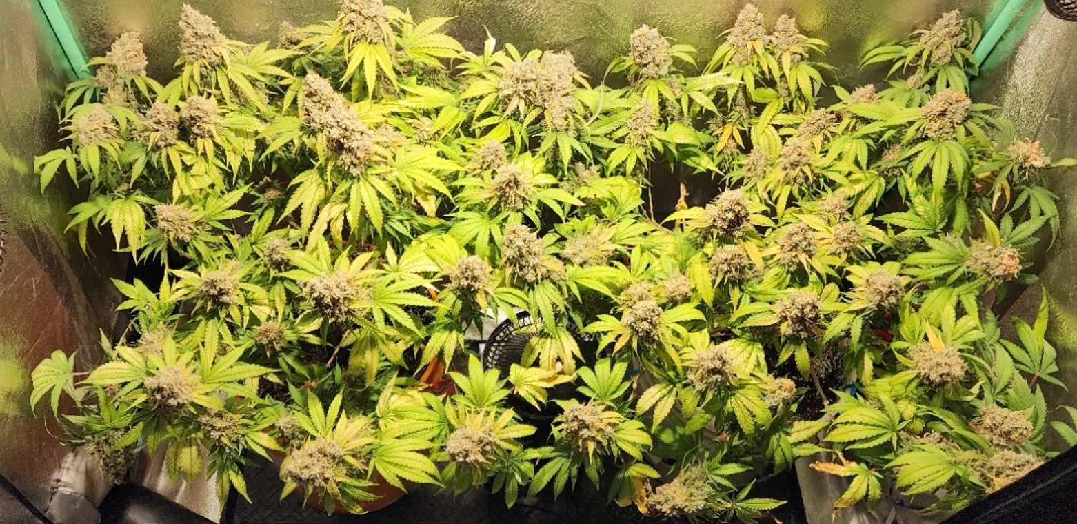 Frosty Tops - Sep 10, 2025.webp