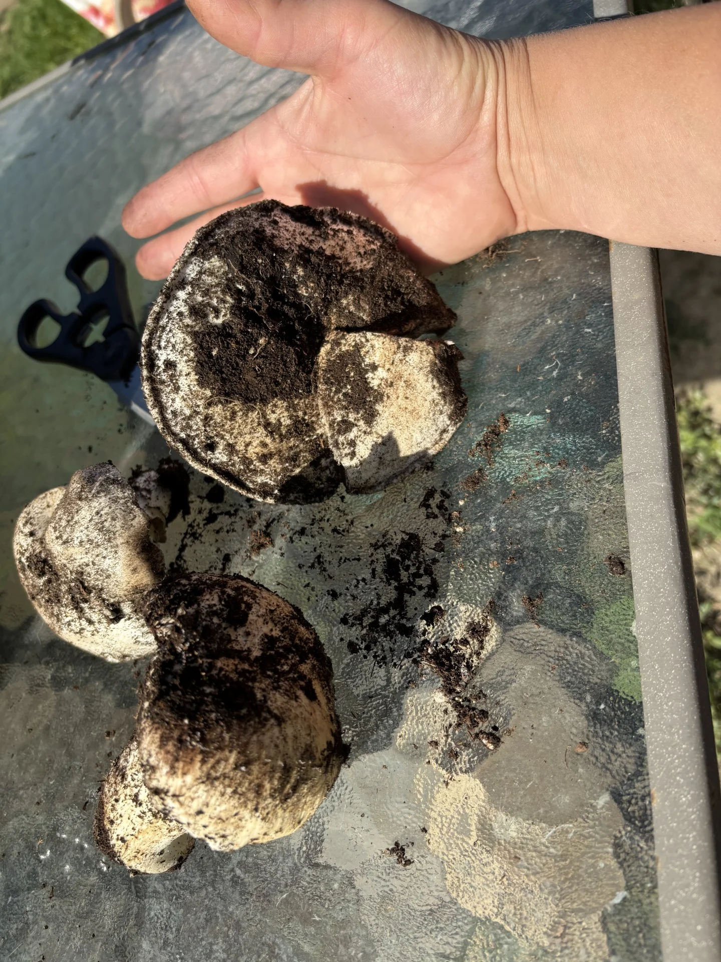 Garden mushroom.webp