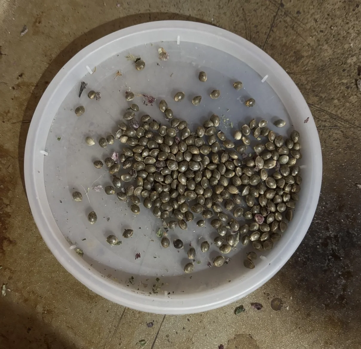 GDP seeds212.webp