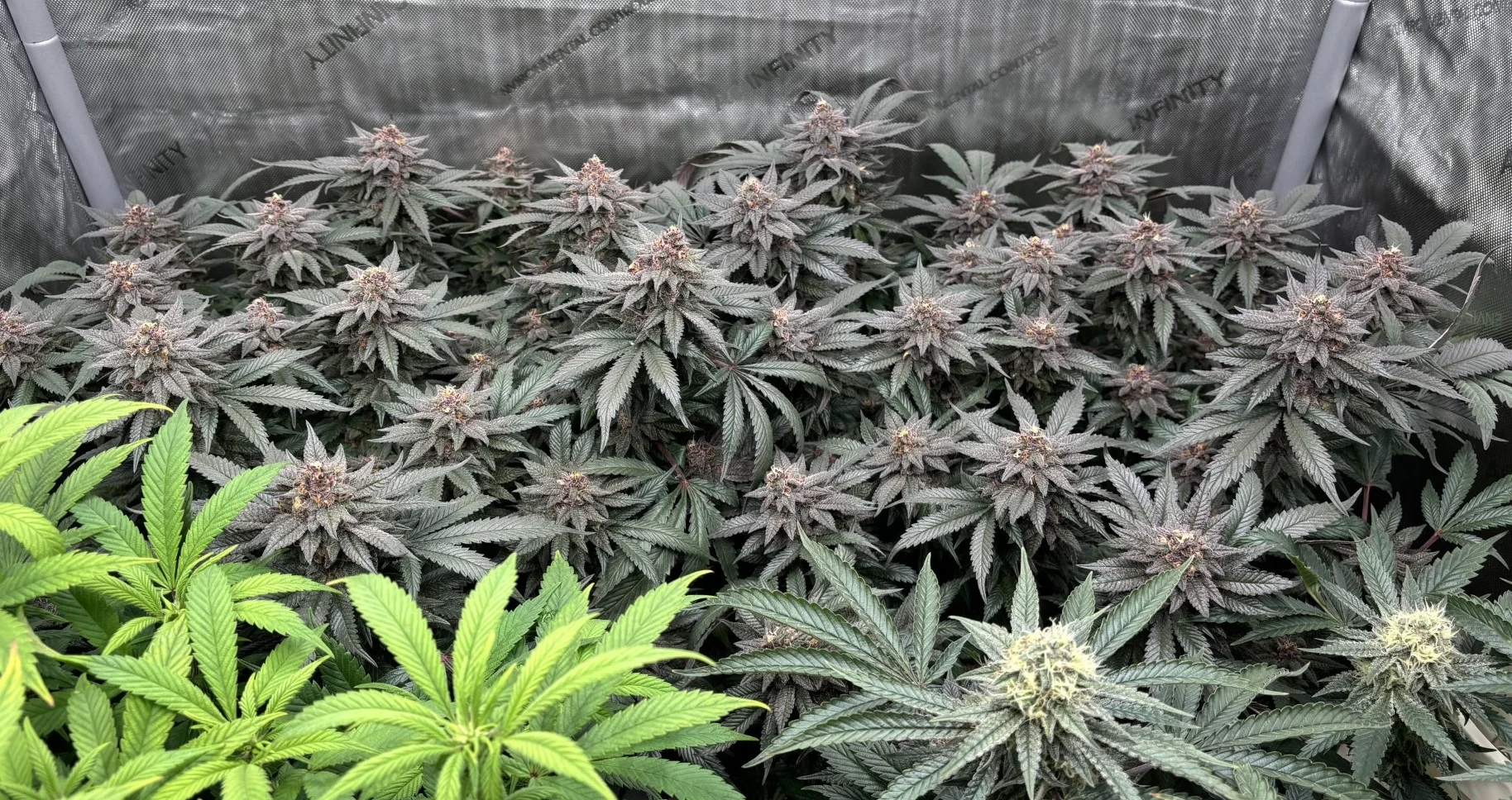 GDp111a.webp