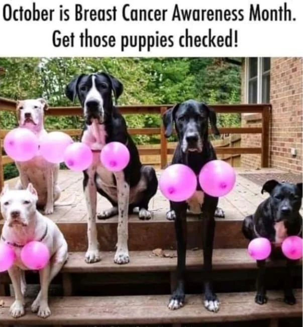 get those puppies checked.webp