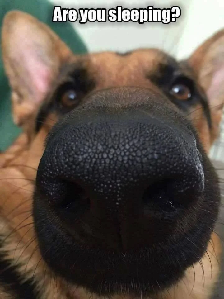 gsd10.webp